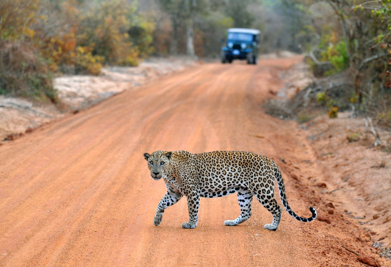 South Coast Escape 8